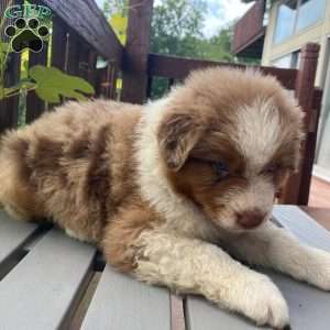Misssy, Australian Shepherd Puppy